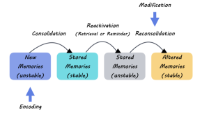 Memory Formation Techniques: Groundbreaking New Research